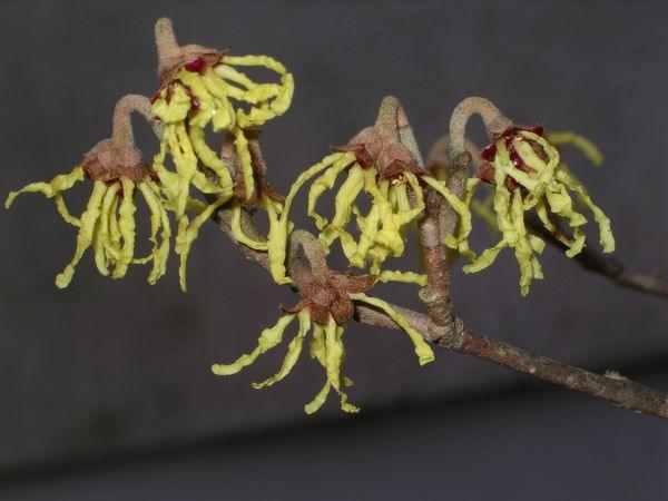 Investigating the Truth About Witch Hazel for Acne