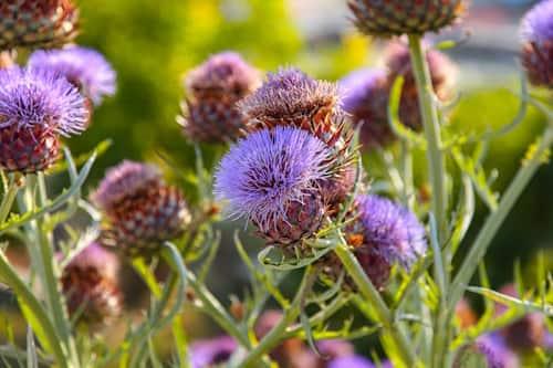 5 Reasons Milk Thistle Acne Treatment Is a Bad Idea