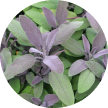 Sage Extract